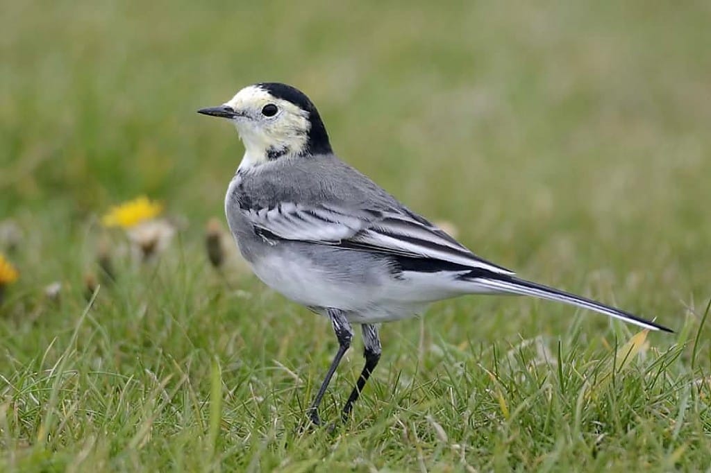 White Wagtail, Outer Head, by Andy Hood