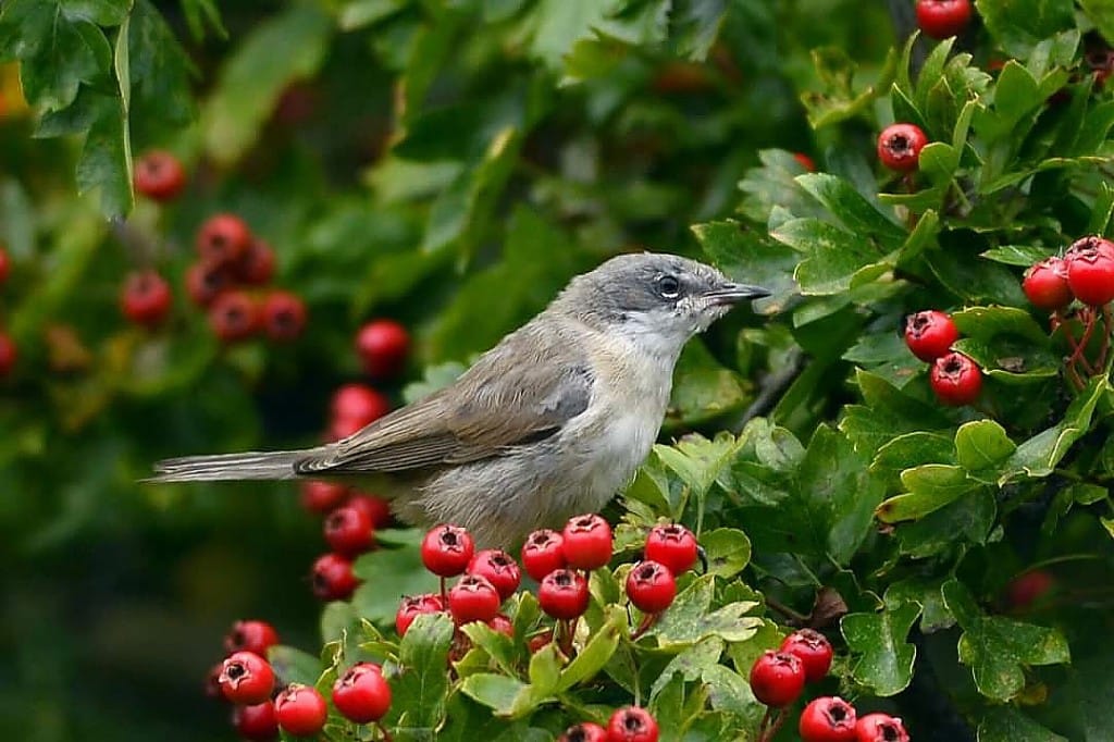 Lesser Whitethroat, Outer Head, by Andy Hood