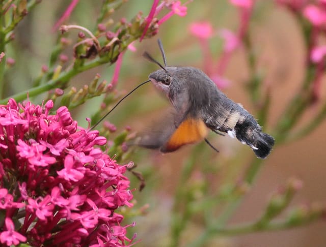 Hummingbird Hawkmoth by Martin Garner