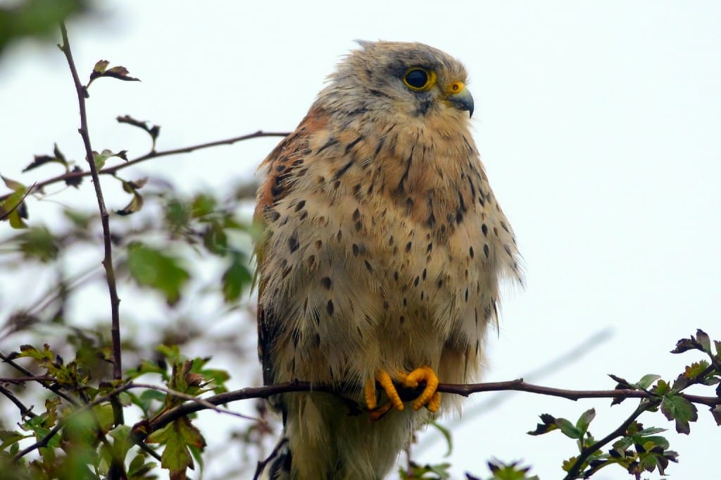 Kestrel, Outer Head, by Andy Hood