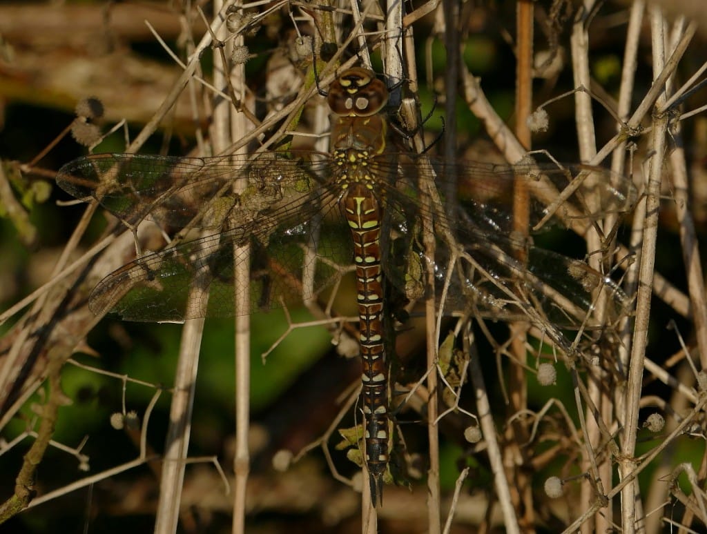 Migrant Hawker, by Mike Smith