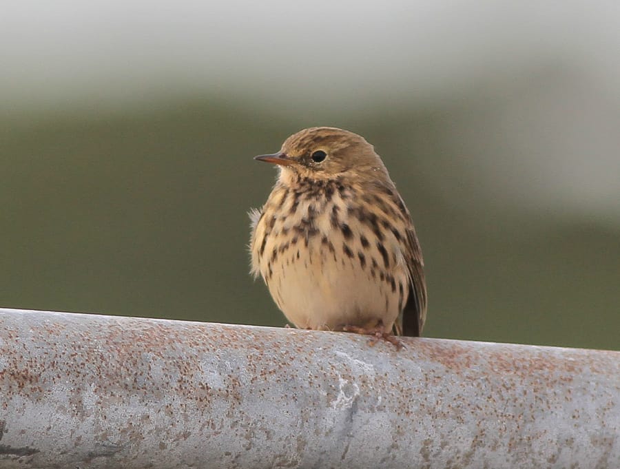 Meadow Pipit, Outer Head, by Martin Garner
