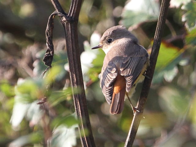 Redstart by Craig Round