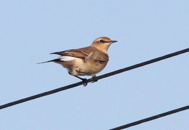 Wheatear by Craig Round