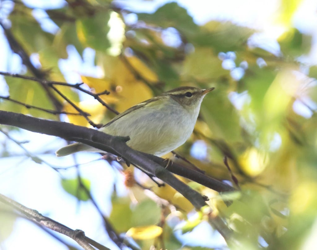 Yellow-browed Warbler by Paul Reed