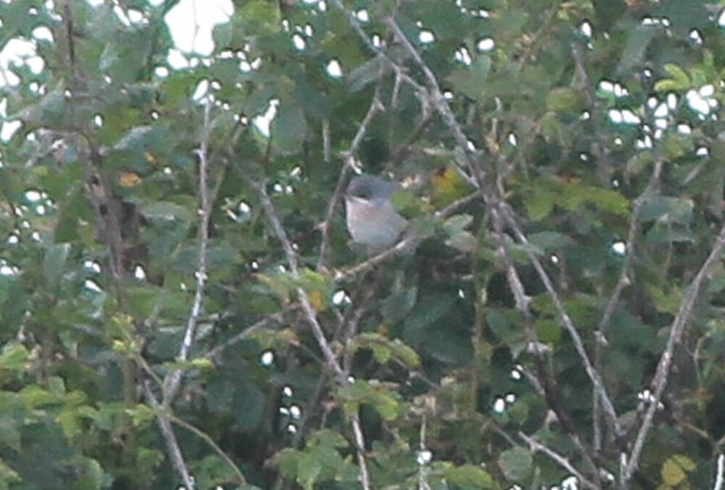 Eastern Subalpine Warbler, Outer Head, by Martin Garner