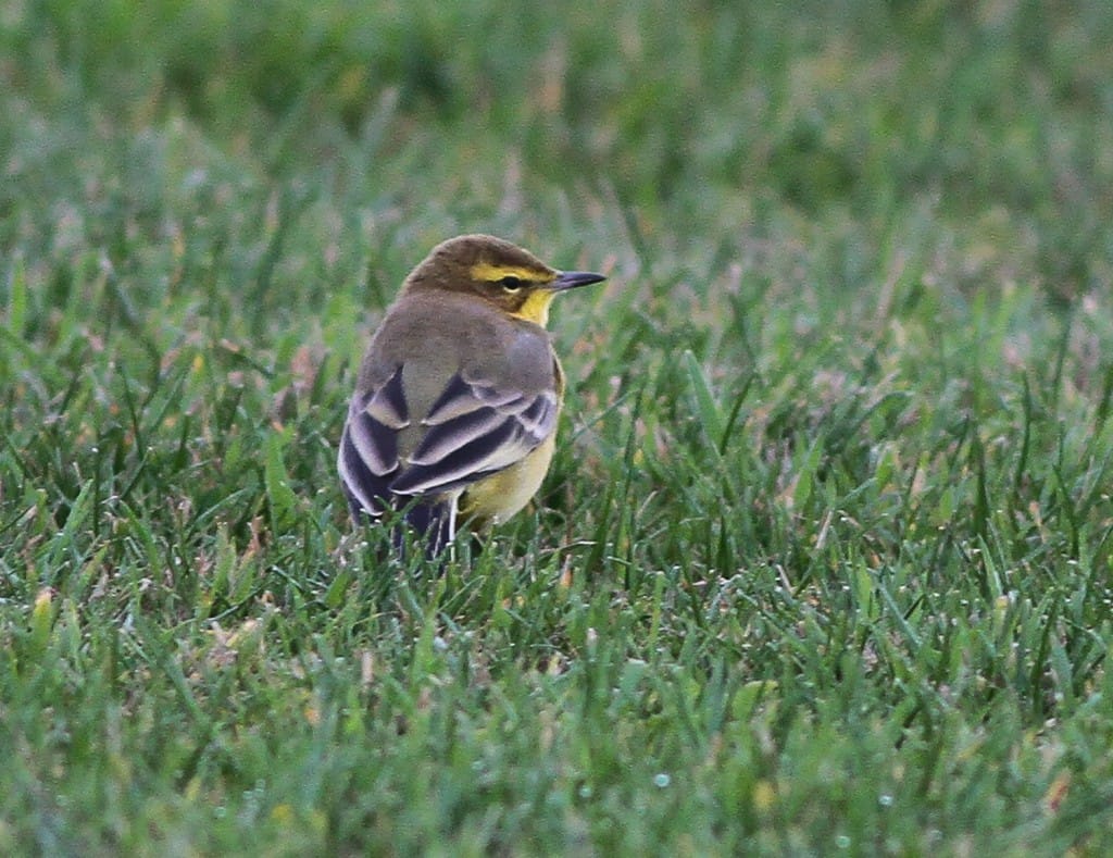 adult male Yellow Wagtail, Golf Course, by Martin Garner