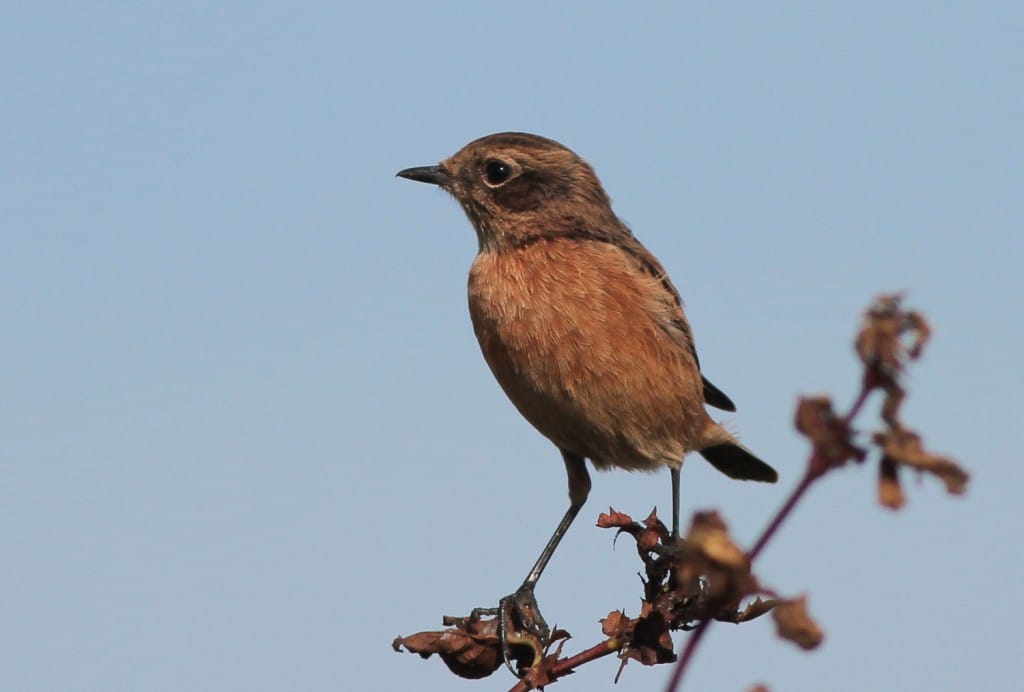 Stonechat, Outer Head, by Martin Garner