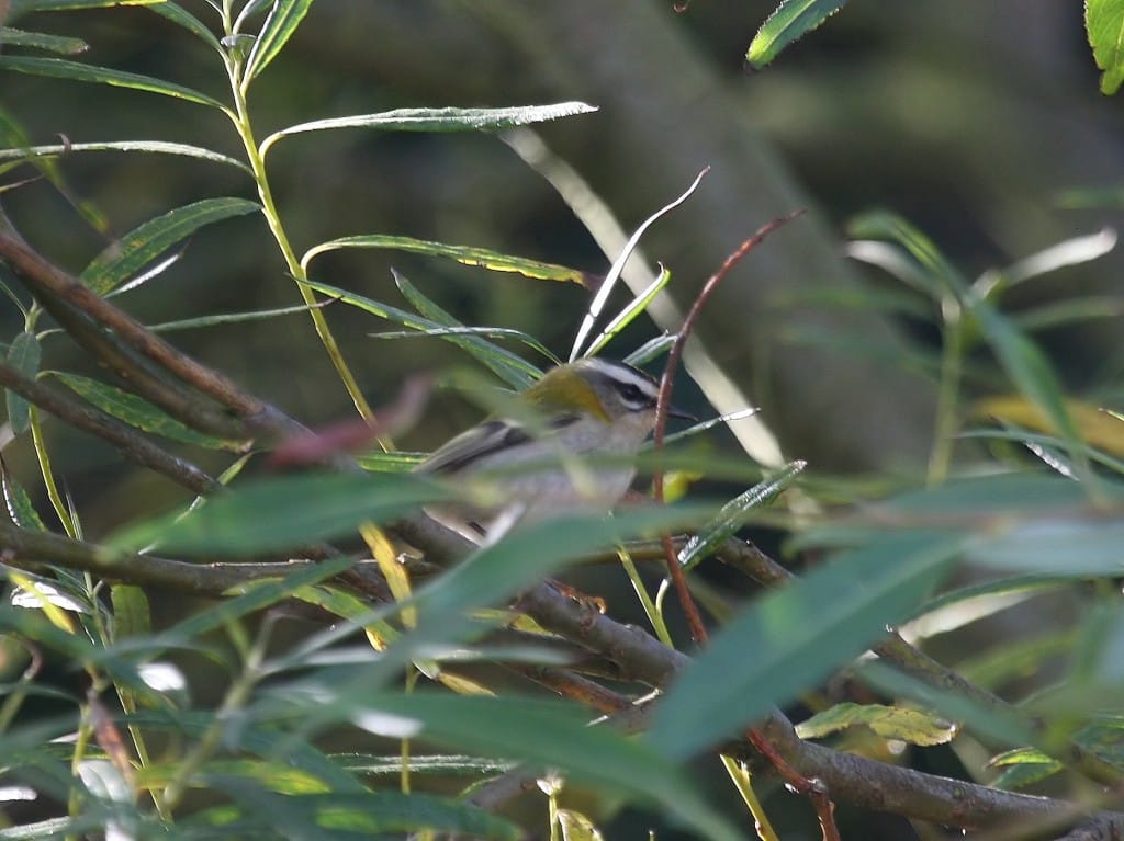 Firecrest, Old Fall, by John Harwood