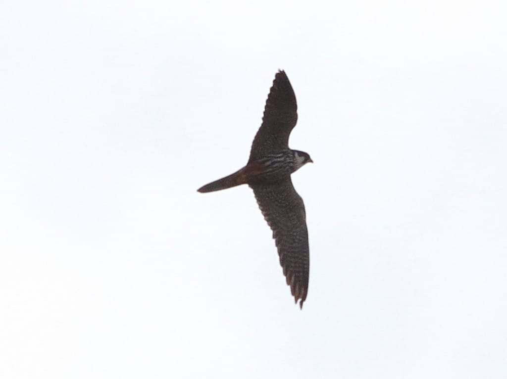 Hobby, Thornwick, by John Harwood