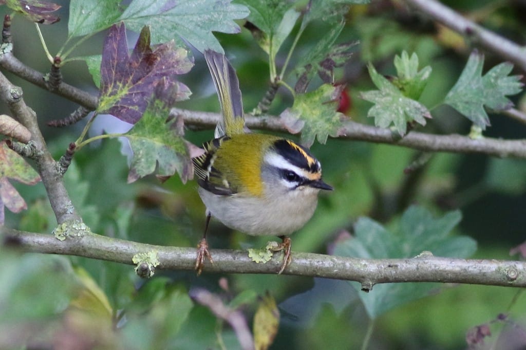 Firecrest, Outer Head, by Craig Thomas