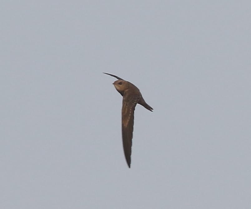 Pallid Swift, Outer Head, by Craig Thomas
