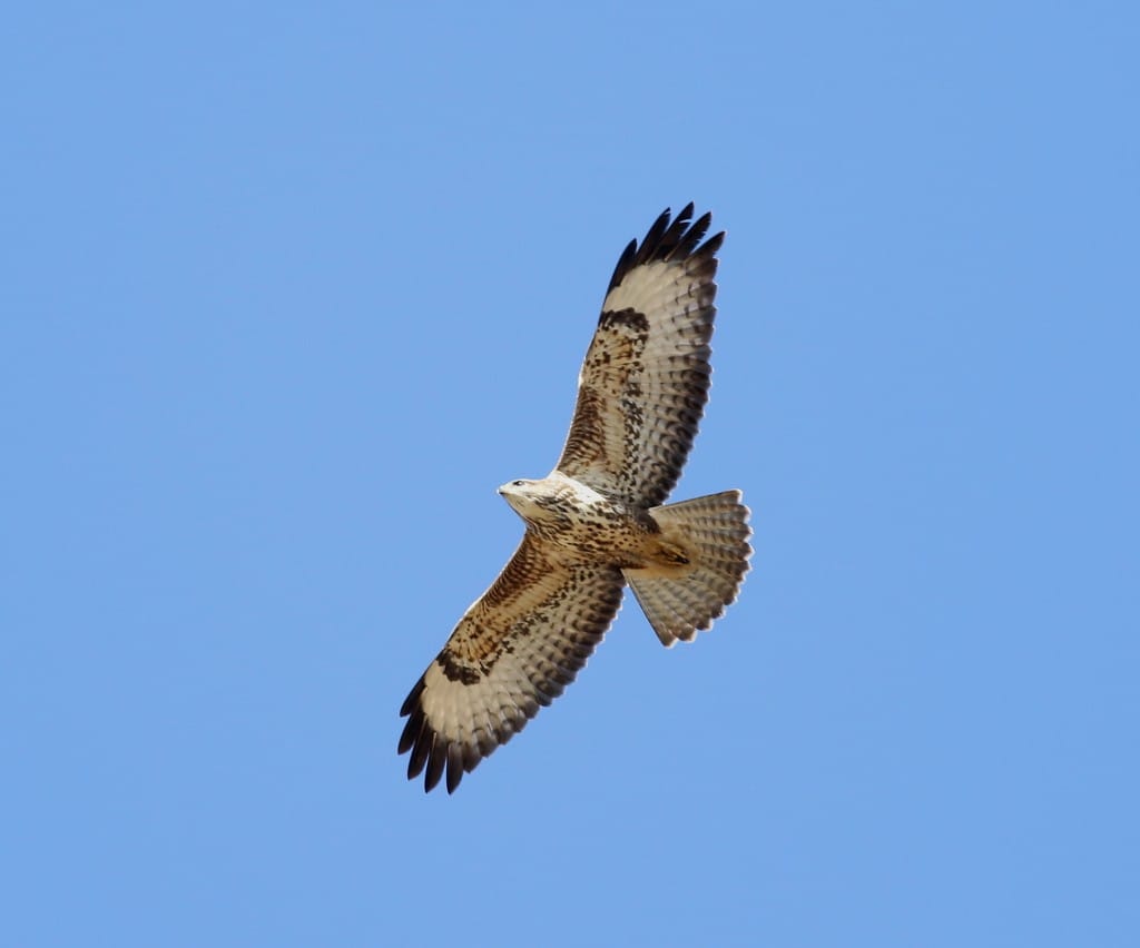 Common Buzzard, Outer Head, by Craig Thomas