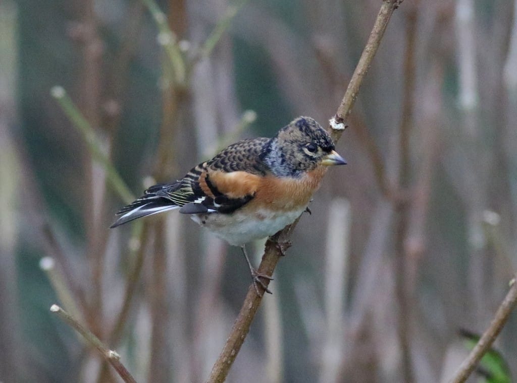 Brambling, Outer Head, by Craig Thomas
