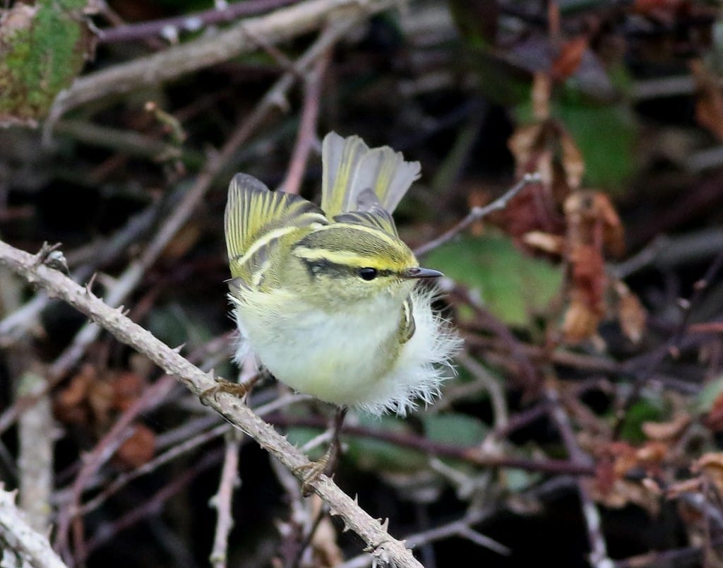 Pallas's Warbler, Gorse Field, by Craig Thomas