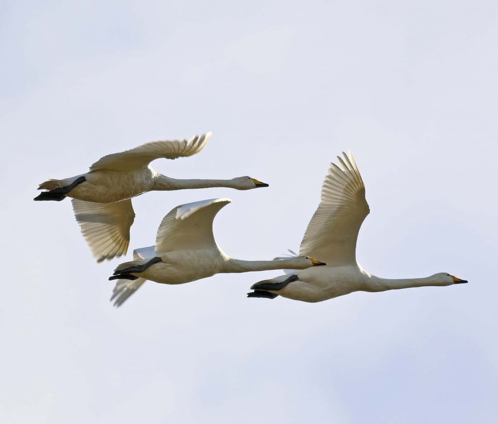 Whooper Swan, Thornwick, by John Beaumont