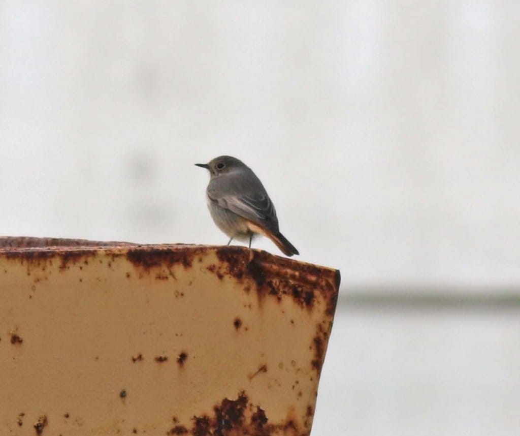 Black Redstart, Bempton, by John Beaumont