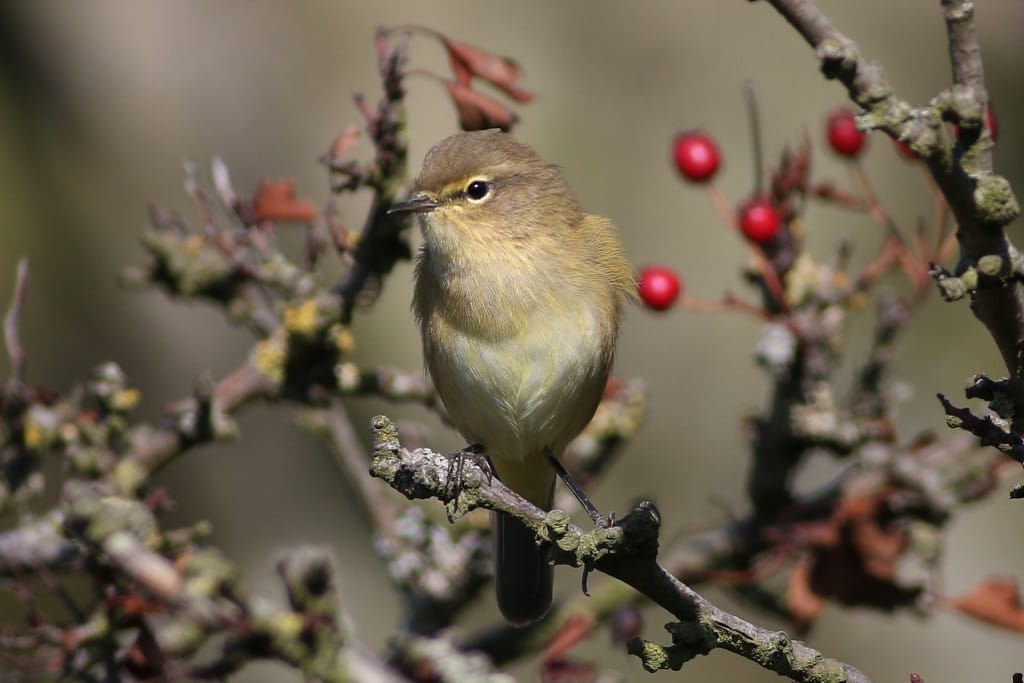 Chiffchaff, Outer Head, by Craig Thomas