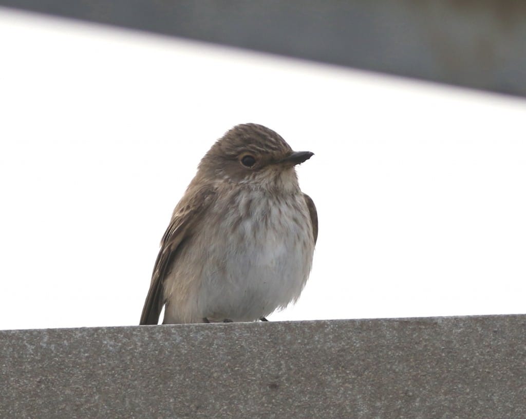 Spotted Flycatcher, Fog Station, by Craig Thomas