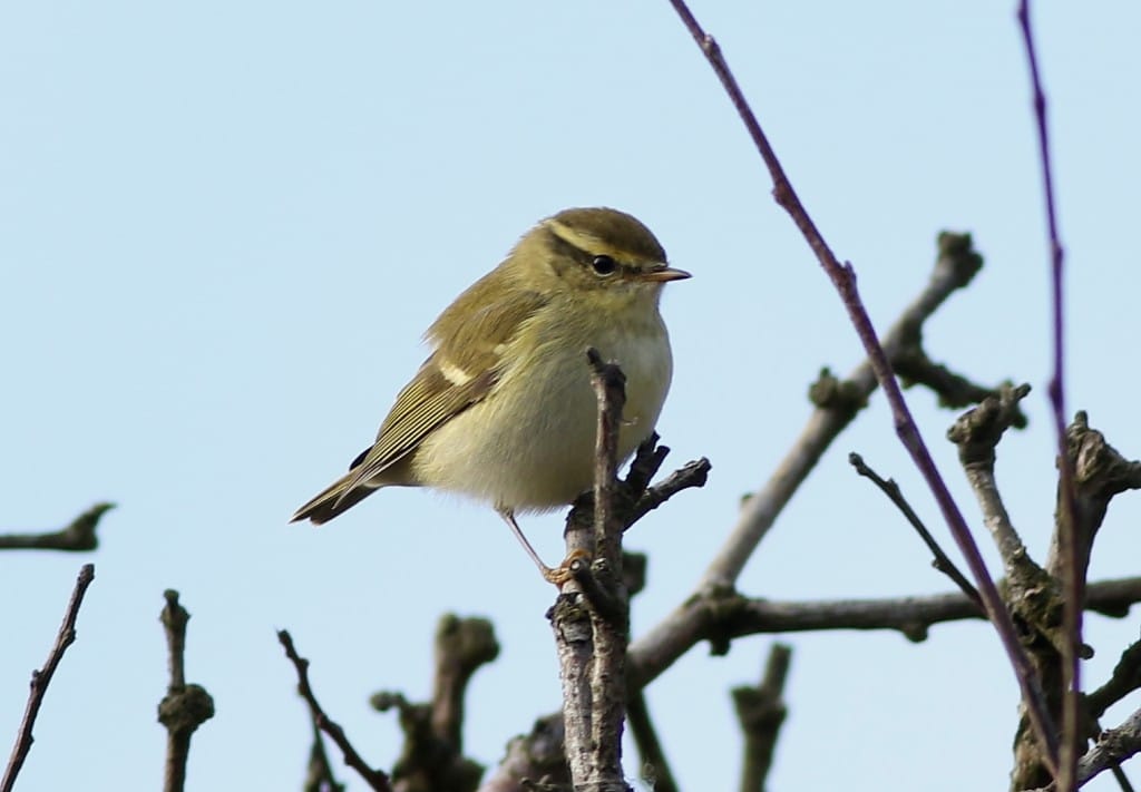 Yellow-browed Warbler, Old Fall Hedge, by Craig Thomas