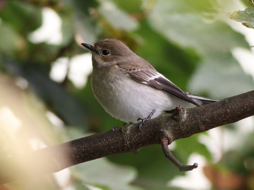 Pied Flycatcher, Thornwick Camp, by Craig Thomas