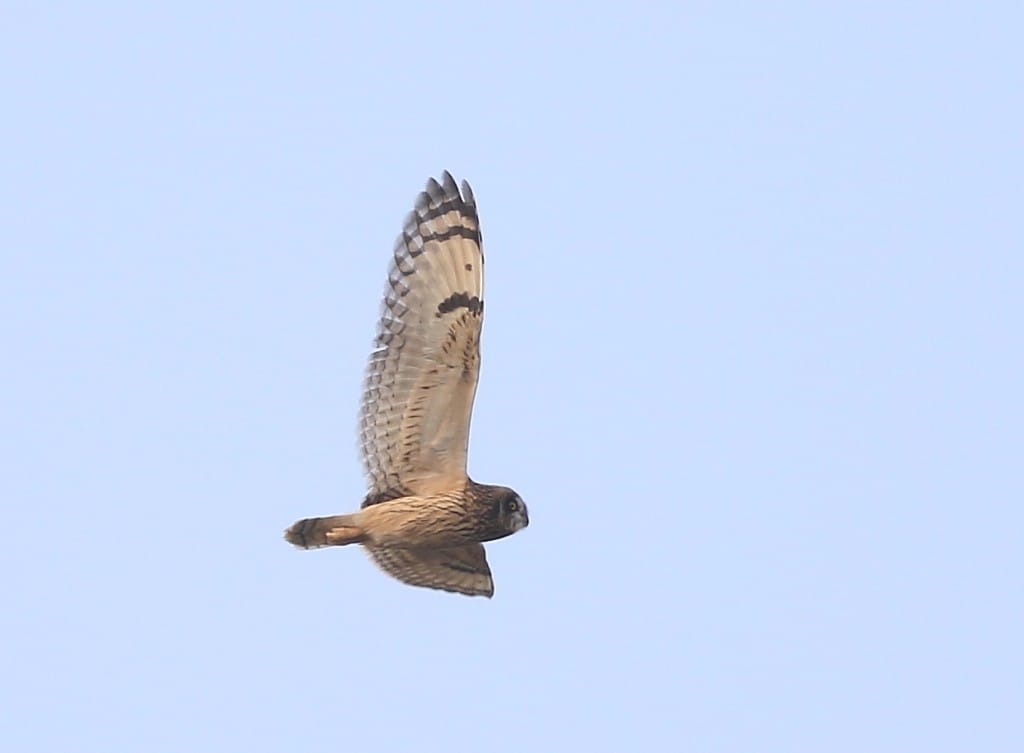 Short-eared Owl, Outer Head, by Craig Thomas