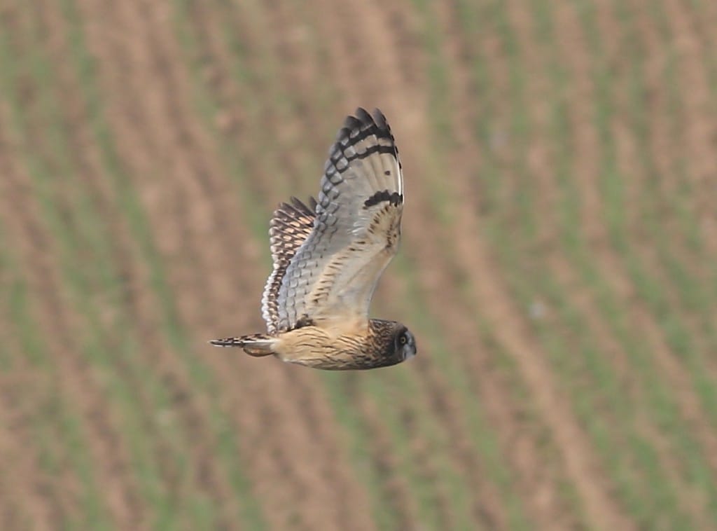 Short-eared Owl, Outer Head, by Craig Thomas