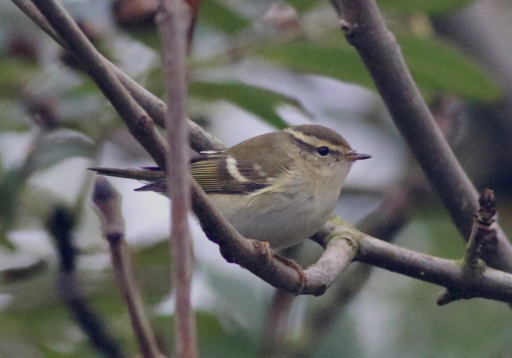 Yellow-browed Warbler, Outer Head, by Craig Thomas