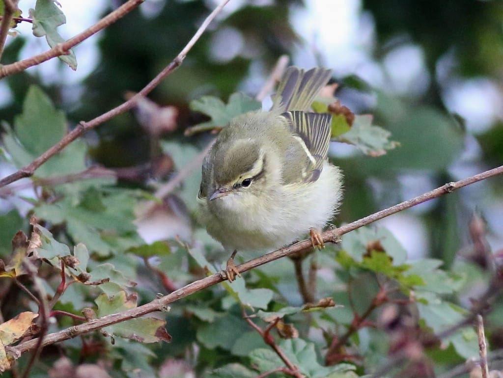 Yellow-browed Warbler, Outer Head, by Craig Thomas