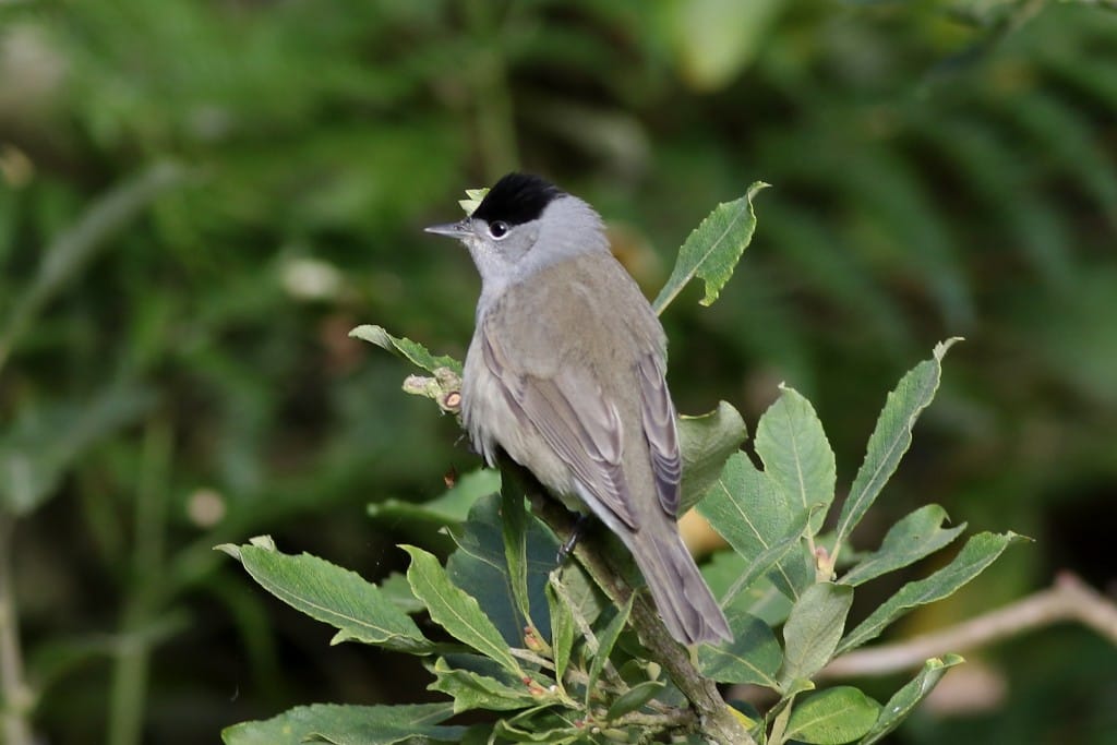 Blackcap, South Landing, by Craig Thomas
