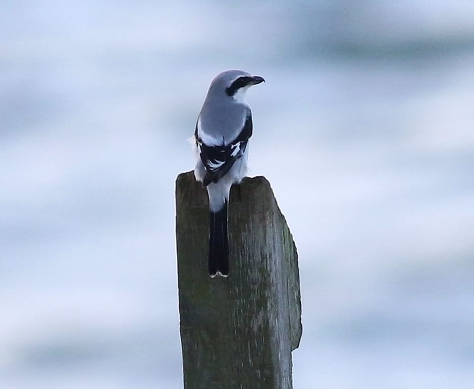 Great Grey Shrike, Cattlemere, by Craig Thomas