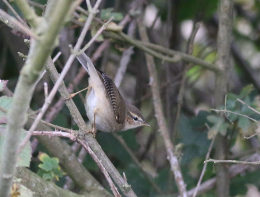 Dusky Warbler, Old Fall Hedge, by Craig Thomas