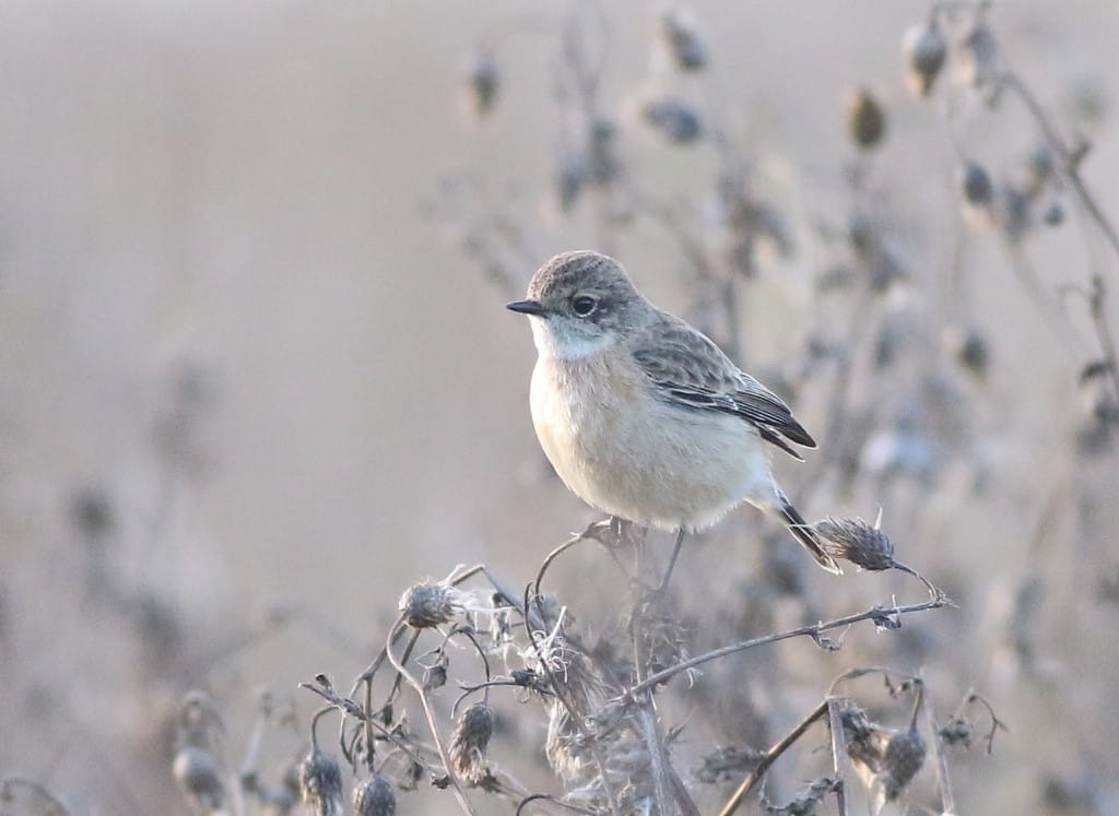 Siberian Stonechat, Cattlemere, by Craig Thomas