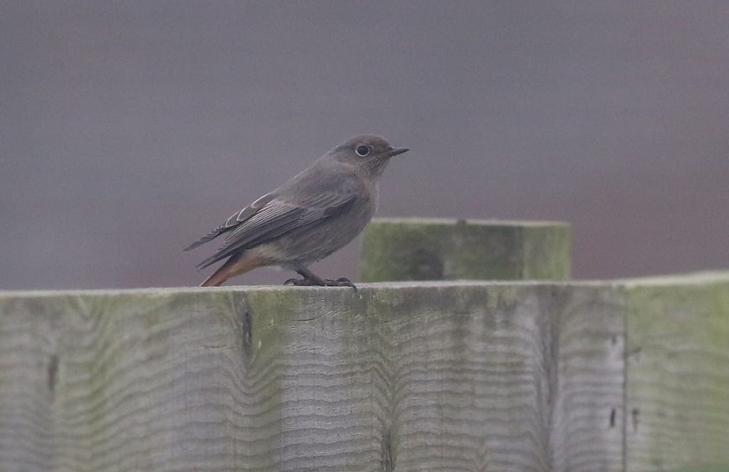 Black Redstart, Outer Head, by Craig Thomas