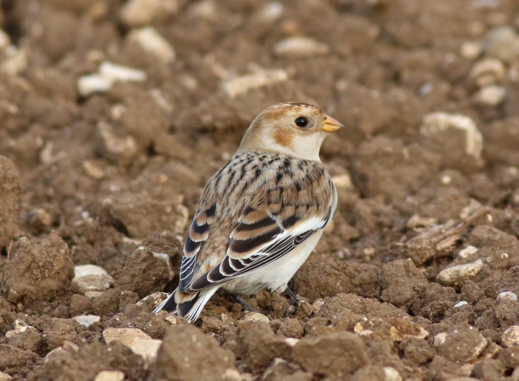 Snow Bunting, North Dykes, by John Beaumont