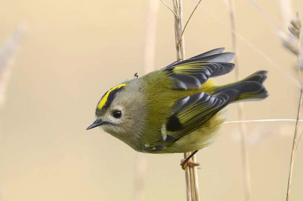 Goldcrest, Outer Head, by Andy Hood