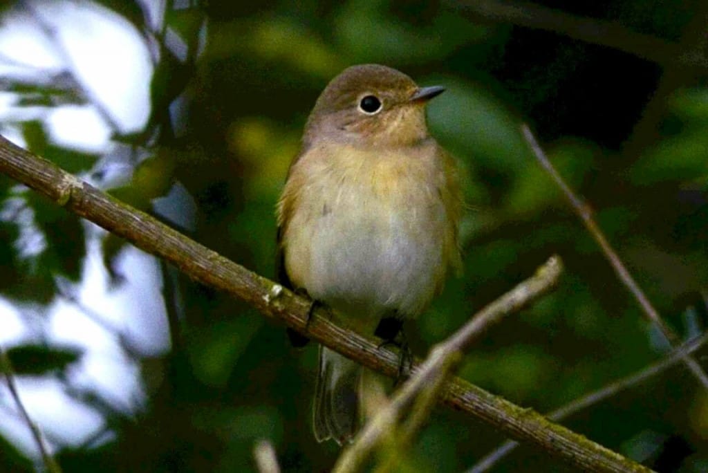 Red-breasted Flycatcher, Old Fall, by Andy Hood