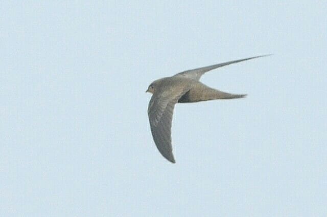 Pallid Swift, Outer Head, by Andy Hood