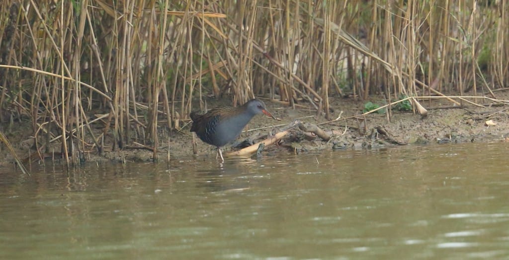 Water Rail, Thornwick Pools, by Alan Walkington
