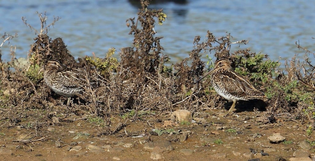 Snipe, Thornwick Pool, by Alan Walkington