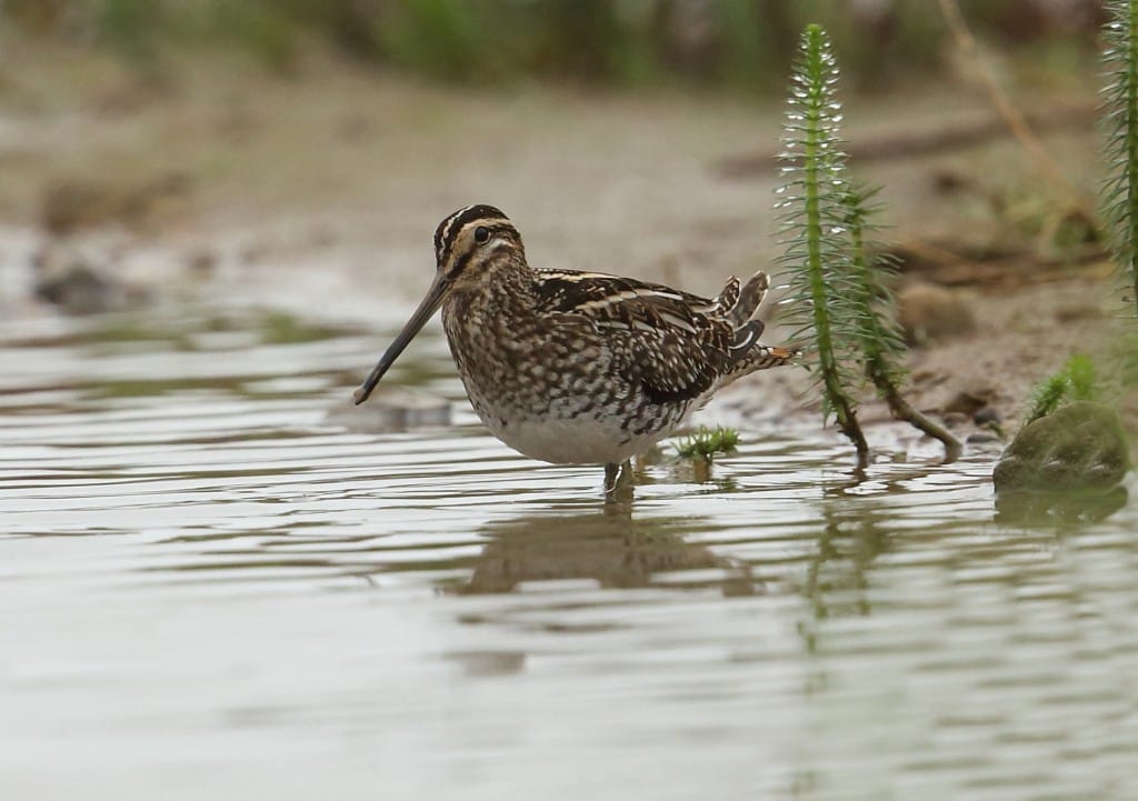 Snipe, Thornwick Pools, by Alan Walkington