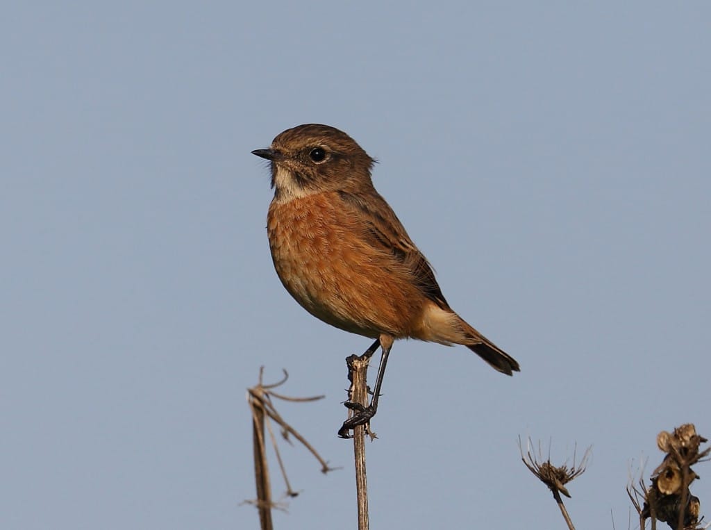 Stonechat, Thornwick, by Alan Walkington