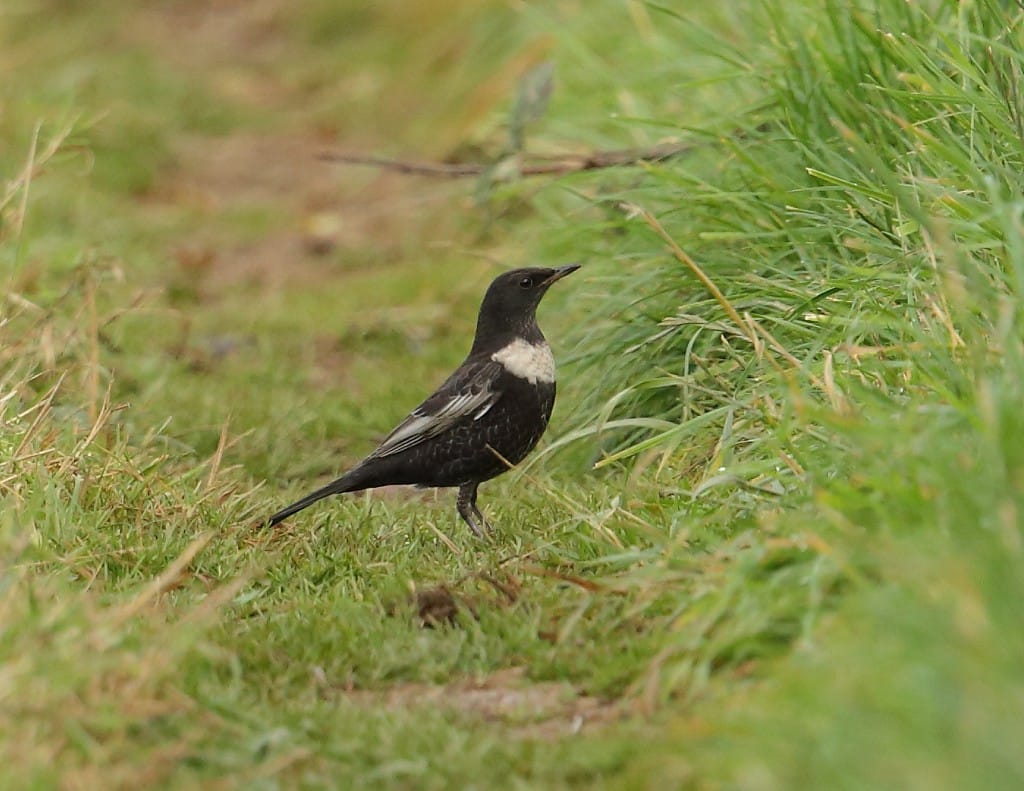 Ring Ouzel, Old Fall, by Alan Walkington