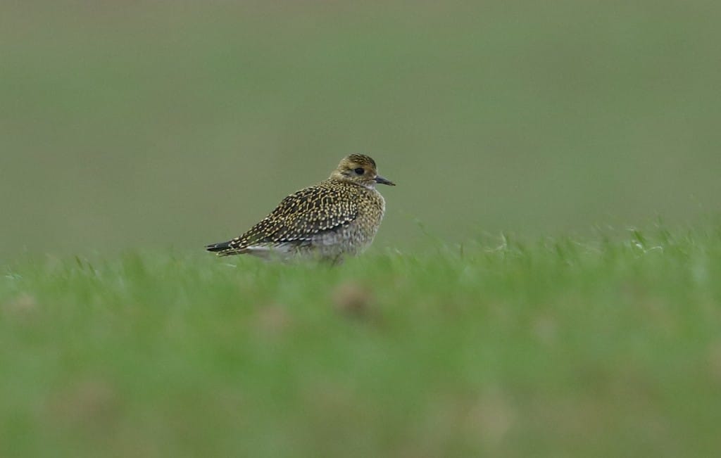 Golden Plover, Outer Head, by Alan Walkington