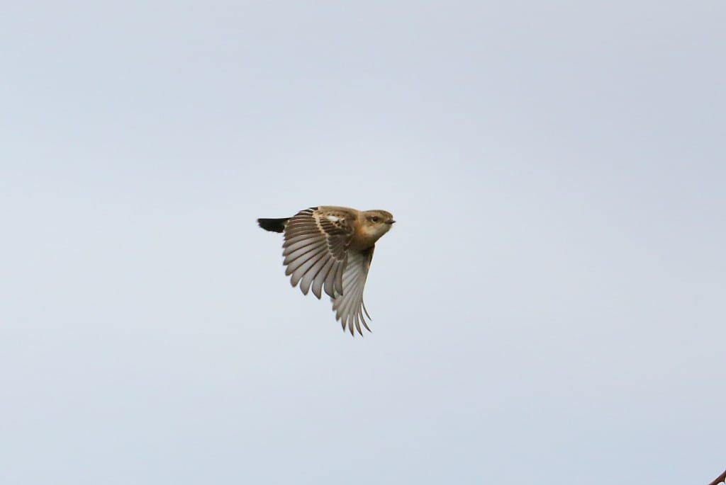 Siberian Stonechat, Cattlemere, by Alan Walkington