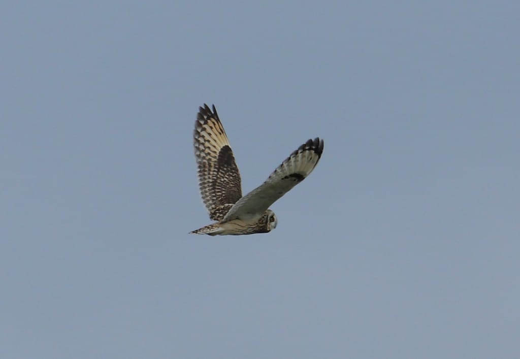 Short-eared Owl, Outer Head, by Alan Walkington
