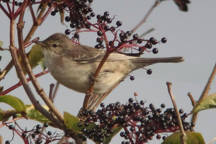 Barred Warbler, Old Fall Steps, by Tony Dixon