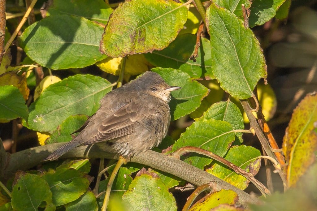Barred Warbler, Gorse Field, by Andrew Allport