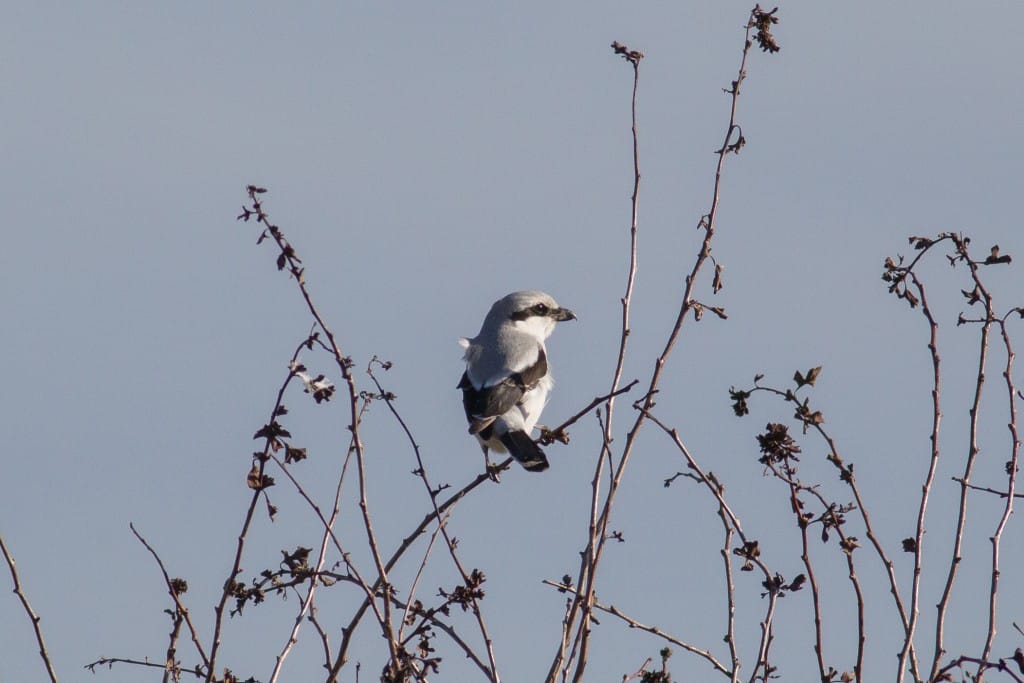 Great Grey Shrike, Bempton Cliffs RSPB, by Dave Aitken