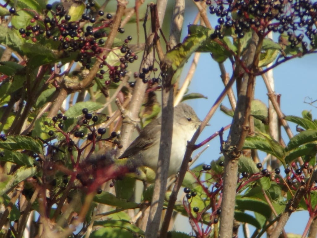 Barred Warbler, Old Fall Steps, by Andy Hood